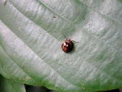 Gergithus floreni