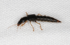 Pinophilus