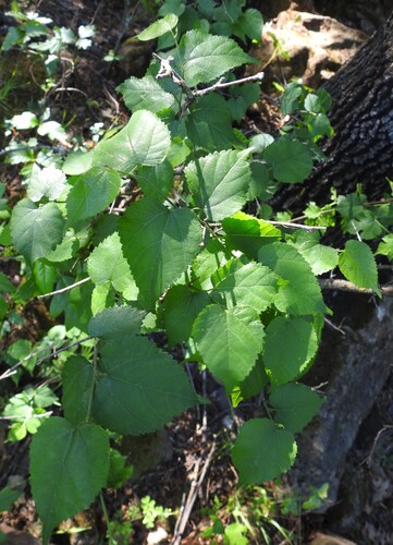 Image of Morus microphylla by (c) saltyhiker, some rights reserved (CC BY)