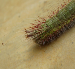 Amathusia phidippus