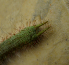 Amathusia phidippus