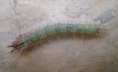 Amathusia phidippus