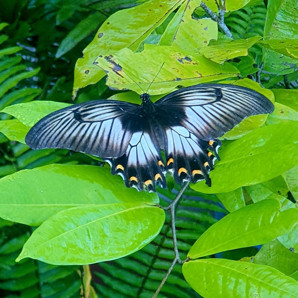Ascalaphus swallowtail
