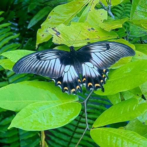 Ascalaphus swallowtail