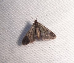 Elophila tinealis