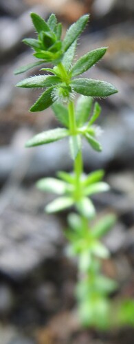 Image of Galium virgatum by (c) saltyhiker, some rights reserved (CC BY)