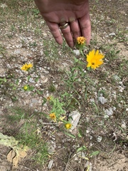 Grindelia scabra