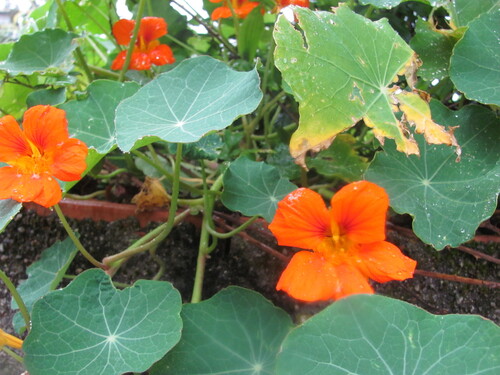Tropaeolum majus