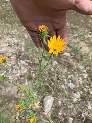 Grindelia scabra