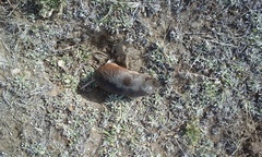 Thomomys umbrinus