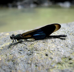 Euphaea subcostalis