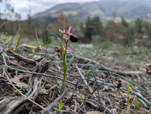 Image of Ophrys ferrum by (c) Elias, some rights reserved (CC BY)