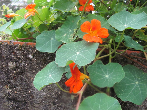 Tropaeolum majus