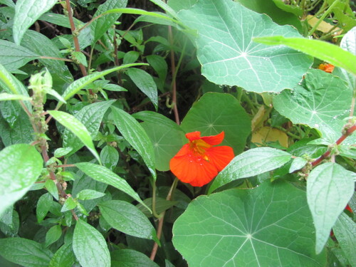Tropaeolum majus
