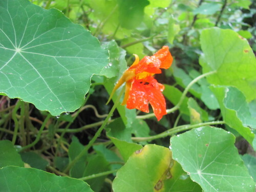 Tropaeolum majus