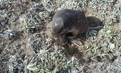 Thomomys umbrinus