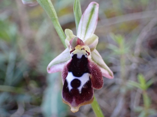 Image of Ophrys reinholdii by (c) Elias, some rights reserved (CC BY)
