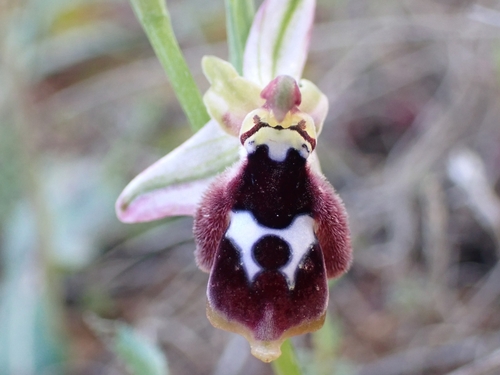 Image of Ophrys reinholdii by (c) Elias, some rights reserved (CC BY)