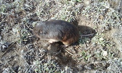 Thomomys umbrinus