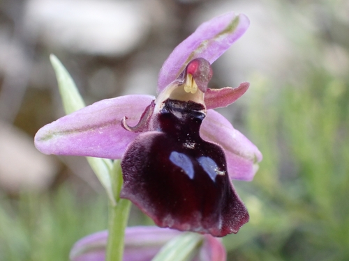 Image of Ophrys ferrum by (c) Elias, some rights reserved (CC BY)