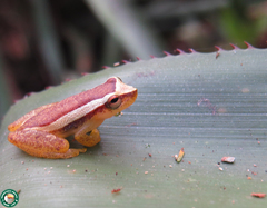 Dendropsophus haddadi