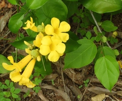 Bignonieae