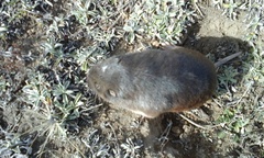 Thomomys umbrinus