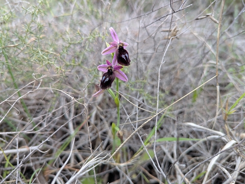 Image of Ophrys ferrum by (c) Elias, some rights reserved (CC BY)