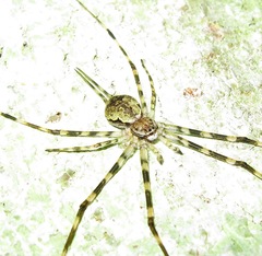 Hersilia sumatrana