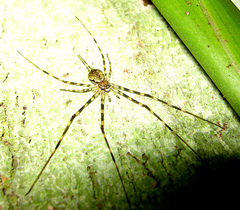 Hersilia sumatrana