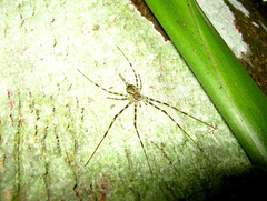 Hersilia sumatrana