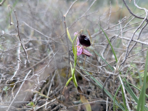 Image of Ophrys ferrum by (c) Elias, some rights reserved (CC BY)