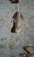 Thomomys umbrinus