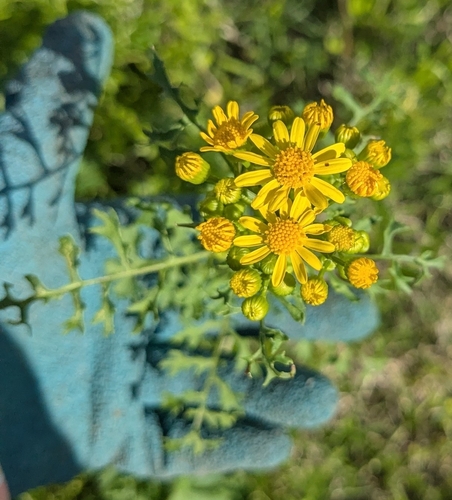 Image of Packera tampicana by no rights reserved