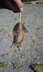 Thomomys umbrinus