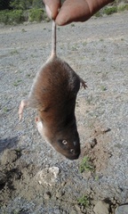 Thomomys umbrinus