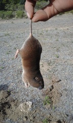 Thomomys umbrinus