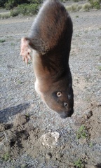 Thomomys umbrinus