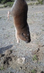 Thomomys umbrinus