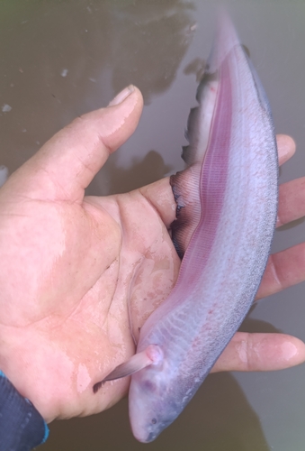 Pig-nosed knifefish (Sternarchogiton porcinum) — Apteronotidae — 3