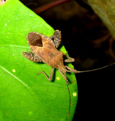 Acanthocoris scabrator