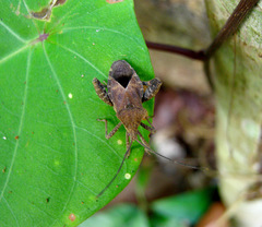 Acanthocoris scabrator