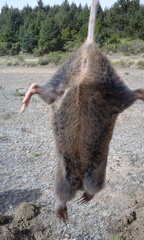 Thomomys umbrinus