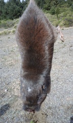 Thomomys umbrinus