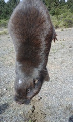 Thomomys umbrinus