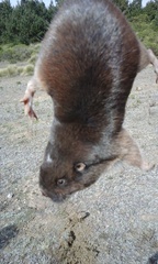 Thomomys umbrinus