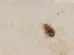 Cimex lectularius