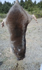 Thomomys umbrinus