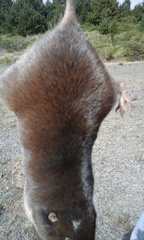 Thomomys umbrinus