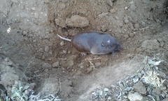Thomomys umbrinus
